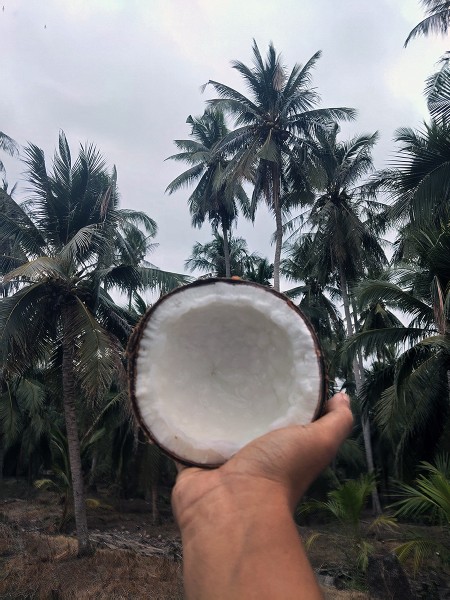 สินค้า ขาย ส่งฟรีกรุงเทพปริมณฑล มะพร้าวกะทิ ทับสะแก จำหน่ายมะพร้าวกะทิแบบลูก ประจวบครีรีขันธฺ์